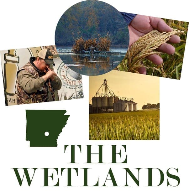 At Home in Arkansas | November 2014 | Discover: The Wetlands