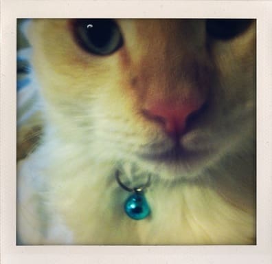 Zeppy