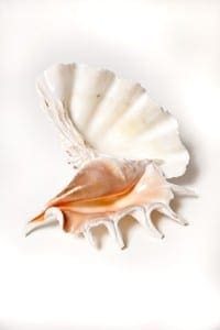 &nbsp;