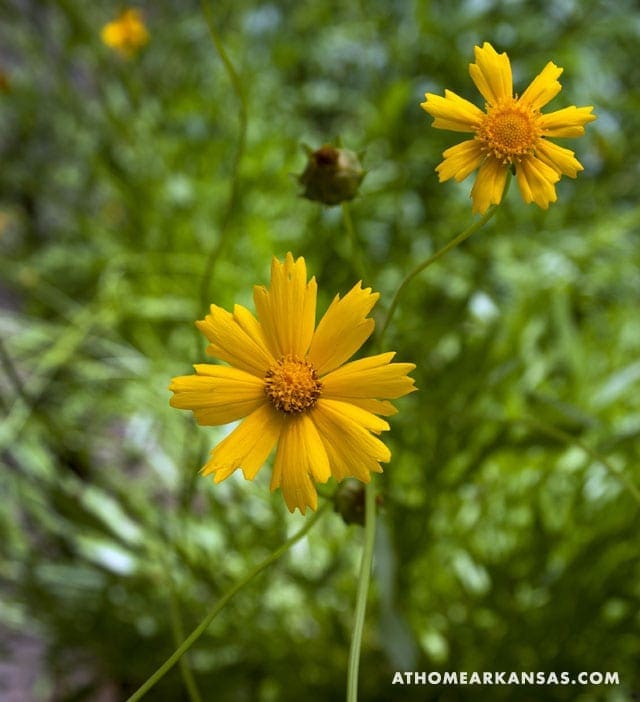 Two yellow cosmos flowers in green foliage.