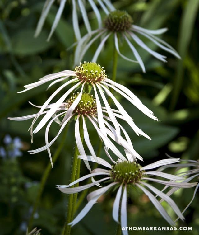 Close-up of white and green wildflowers with delicate petals.