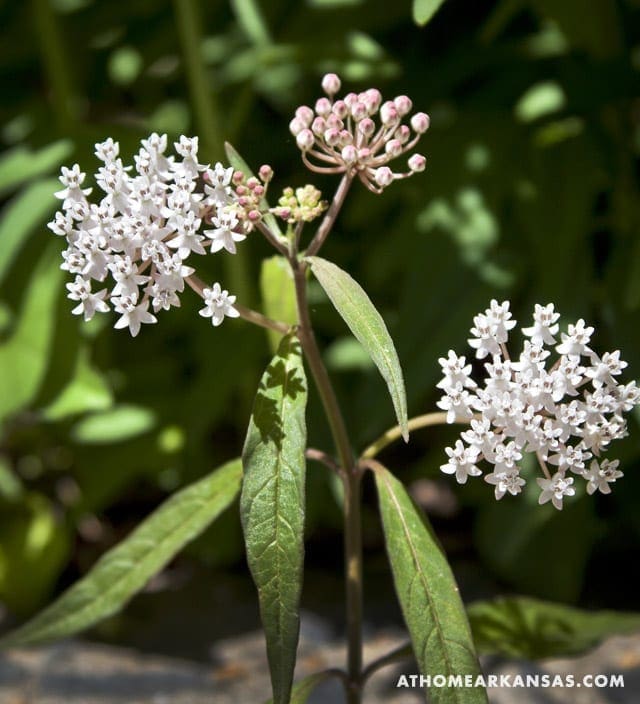 White milkweed plant with pink flowers and green leaves.