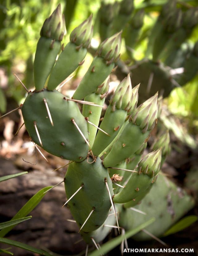 Close-up of prickly pear cactus pads and spines.