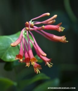 Close-up of vibrant orange honeysuckle flowers and foliage.