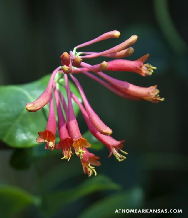 Close-up of vibrant orange honeysuckle flowers and foliage.