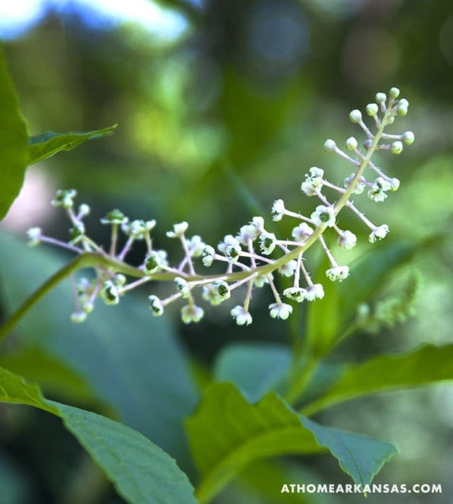White flower cluster with small blossoms and leaves.