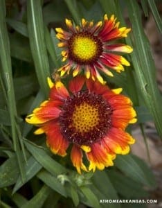 Two orange and red coneflowers with dark centers.