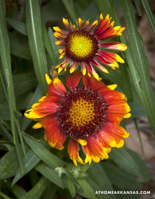 Two orange and red coneflowers with dark centers.
