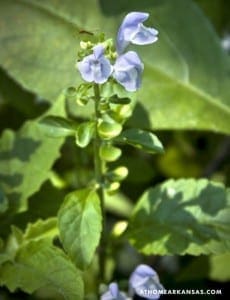 Blue flowers on a plant with green leaves, atHOMEARKANSAS.COM visible.