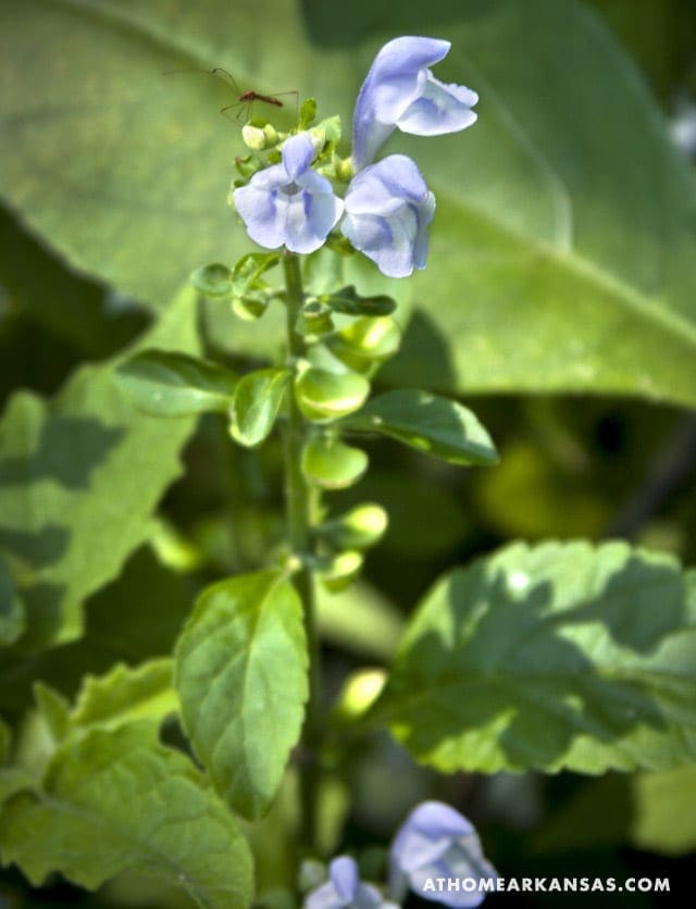 Blue flowers on a plant with green leaves, atHOMEARKANSAS.COM visible.
