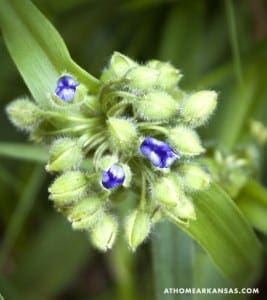 Close-up of blue and green flower buds with seed pods.