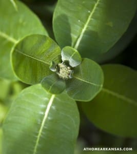 Close-up of green leaves with a developing bud.