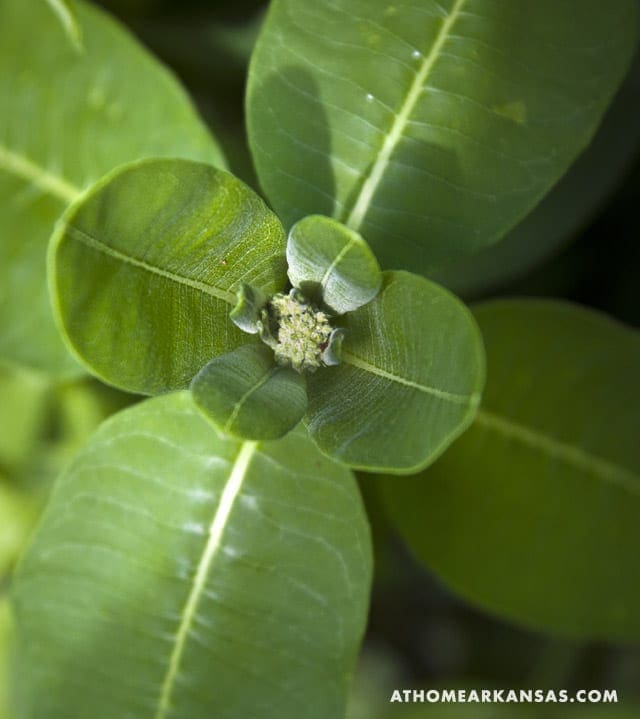 Close-up of green leaves with a developing bud.