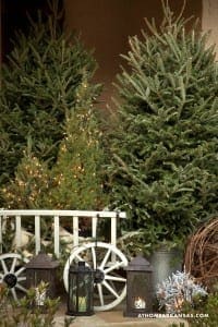 Evergreen trees with string lights, lanterns, and a wagon.