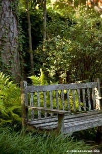 Wooden bench surrounded by ferns and trees in sunlight.