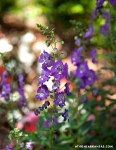 Purple delphinium flowers in a garden setting.