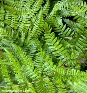 Close-up of vibrant green fern foliage.