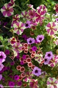 Pink and white petunia flowers in full bloom.