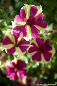Purple and white petunia flower with yellow markings.