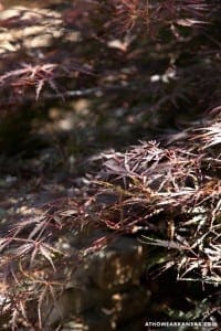 Close-up of dark red Japanese maple leaves and branches.
