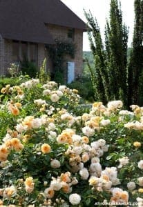 Orange and white roses in full bloom with a brick house and evergreen trees.