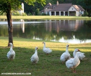 White geese on a grassy lawn near a lake and house.