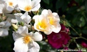 White and pink roses in full bloom, Arkansas.