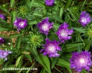 Purple flowers and green foliage in a garden setting.
