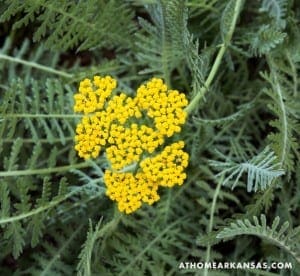 Close-up of yellow yarrow flowers and foliage.