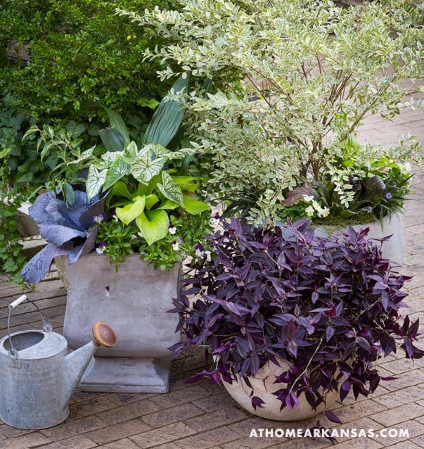 Large concrete planter with varied foliage and a watering can.