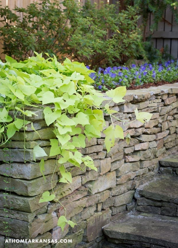 Stone wall covered in bright green climbing plants, with blue flowers.