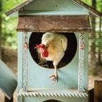 Chicken in a light blue chicken coop with a sign that says HOTEL EST. 2010
