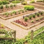 Formal garden with raised beds, gravel paths, and wooden fencing