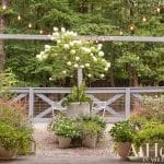White roses under a wooden pergola in a garden setting.