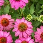 Close-up of pink coneflowers in a garden setting.