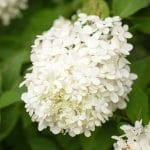 Close-up of white hydrangea blooms in Arkansas