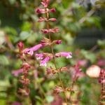 Pink salvia plant in Arkansas, with blurred foliage.