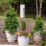 Three large planters with green shrubs and colorful flowers on stone wall background