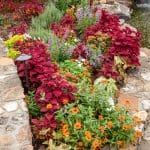 Colorful flower bed with red, orange, and purple blooms, surrounded by stone.