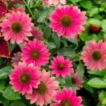Close-up of pink and red zinnias in full bloom.