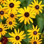 Close-up of yellow black-eyed Susans in bloom.