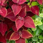 Red and gold coleus foliage, with green leaves.