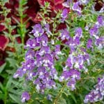 Purple and white flowers in a dense plant cluster.