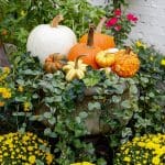 Assortment of pumpkins and gourds in a stone urn with ivy and yellow mums
