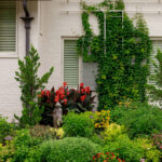 White brick house exterior with lush garden, red canna lilies, and climbing vines.