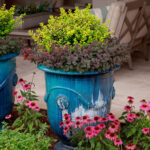 Turquoise glazed planters with green and purple plants, pink coneflowers