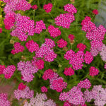 Clusters of pink and magenta yarrow flowers with green foliage