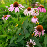 Pink coneflowers with orange centers bloom in lush green foliage.
