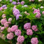 Pink and purple hydrangeas with green leaves.