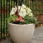 Large concrete planter with white caladiums, red foliage, and pink begonias
